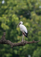 Asian Openbill is perching on the tree branch. The Asian Openbill is a large wading bird in the stork family Ciconiidae.