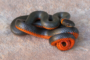 Pacific ring-necked snake in defensive posture. Stevens Creek County Park, Santa Clara County,...