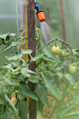 treatment of tomato plants from harmful precipitation in the form of dew and from pests and gray rot, plant protection with a sprayer, biologics for plant protection