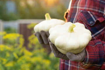 Patissons harvest in farmer's hands, local food