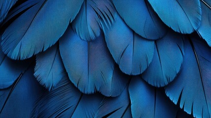 Obraz premium A close-up of blue feathers arranged in a pattern, showcasing natural beauty and texture