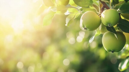 Apple branch with fruits in sunlight.