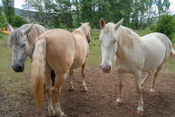 Obraz premium Spring landscape with poplars in Alcala de la Selva Teruel province Aragon Spain