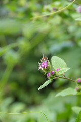 The Picos de Europa Peaks of Europe are a mountain range extending for about 20 km (12 mi), forming part of the Cantabrian Mountains in northern Spain