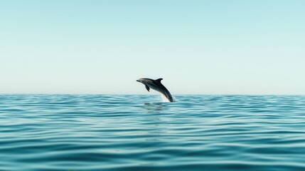 Fototapeta premium Dolphin Leaping Out of the Ocean Water
