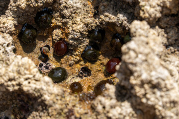 Actinia equina (Linnaeus, 1758)
Canallave beach in Pielagos Cantabria Spain     morning of summer with low tide, Liencres dunes natural park.