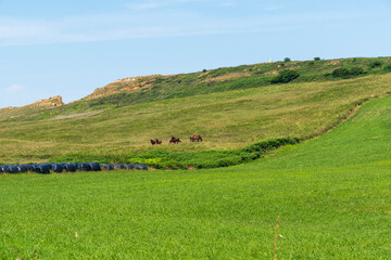 Obraz premium Green landscape in Somocuevas Liencres Cantabria Spain