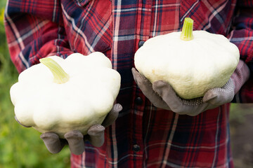 Patissons harvest in farmer's hands, local food