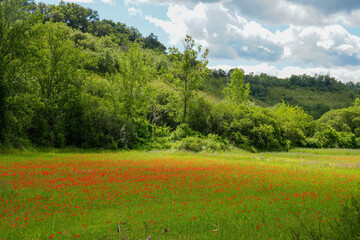 Green landscape with poppy field in Las Merindades Burgos province Castile Leon Spain