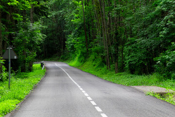 straight road with a curve at the end in the middle of the forest