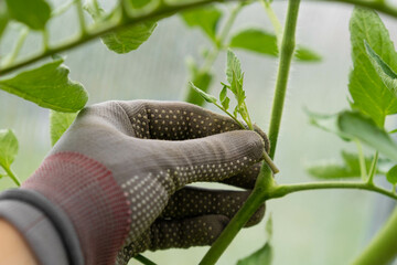 Close-up of tomatoes in the greenhouse, removal of stepchildren for a good harvest