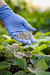 a woman's hand sprinkles ash on a radish sprout, crop protection from midges and fertilizer for the crop, ash for plants, vertical photo