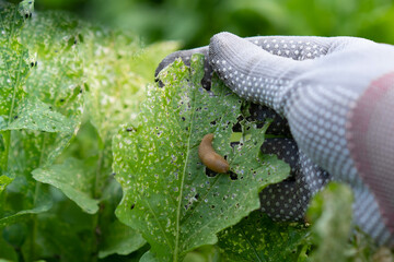 pests of the garden, slugs on arugula, snails eat the crop