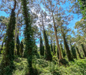 Eucaliptus trees in the dunes of Liencres Cantabria Spain