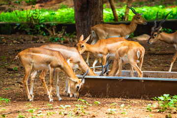 Deers family. Picture clicked at Arignar Anna Zoological Park, Chennai, Tamil Nadu, South India, India