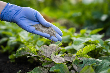 a woman's hand sprinkles ash on a radish sprout, crop protection from midges and fertilizer for the crop, ash for plants