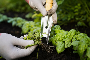 weed removal in a garden with a long root, care and cultivation of vegetables, plant cultivation, weed control, root remover in the hands of a gardener