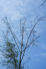 dry branch of tree about to fall with sky background
