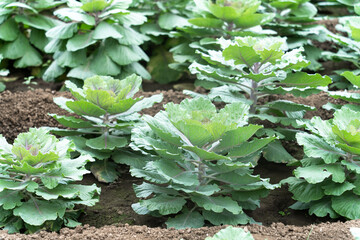 vegetable in field 