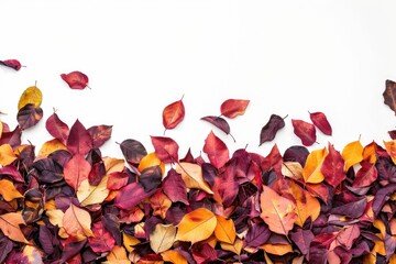 A close-up view of many red and yellow leaves on a white background, great for use in autumn-themed designs or as a decorative element