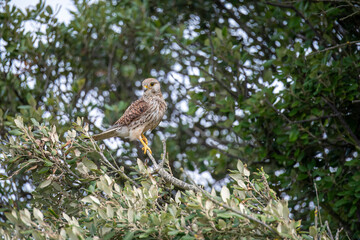 kestrel a bird of prey species belonging to the kestrel group of the falcon family perched in a tree