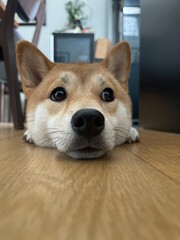 Bored puppy shiba inu