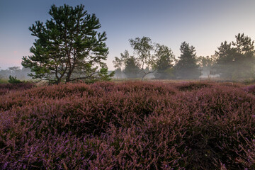 Wrzosowisko o wschodzie słońca © pinus25