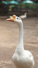 portrait of a goose