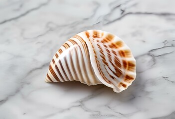 Seashell are beautiful and used for decoration, with patterns and colorful.