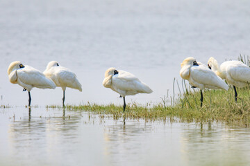 Group of Black Faced Spoonbills in Breeding Plumage Near Water