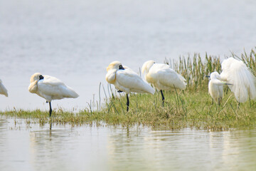 Black-Faced Spoonbills Resting in Wetland Habitat at Evening Time, Mai Po Natural Reserve, Hong Kong