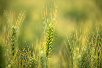Wheat is growing in the field ,The wheat fields are under the blue sky and white clouds