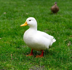 little white duck on green grass