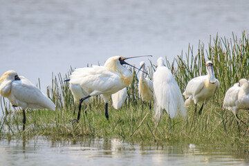 A Flock of Black-faced Spoonbills in Breeding Plumage Interact on the Water's Edge