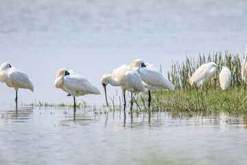 A Flock of Black-faced Spoonbills in Breeding Plumage Interact on the Water's Edge