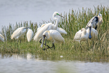 A Flock of Black-faced Spoonbills in Breeding Plumage Interact on the Water's Edge

