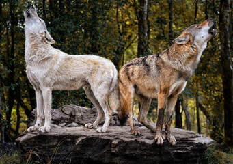 Fototapeta premium A close up of Grey Wolves howling (Gray Wolves)