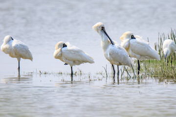 A Flock of Black-faced Spoonbills in Breeding Plumage Interact on the Water's Edge

