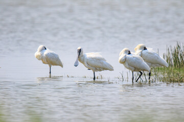 Obraz premium A Flock of Black-faced Spoonbills in Breeding Plumage Interact on the Water's Edge