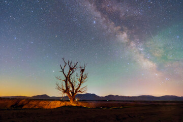A dead tree under the Milky Way