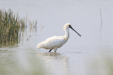 Close-Up of Black-Faced Spoonbill Standing in Water, Mai Po Natural Reserve, Hong Kong