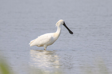 Black Faced Spoonbill in Breeding Plumage Standing in Water