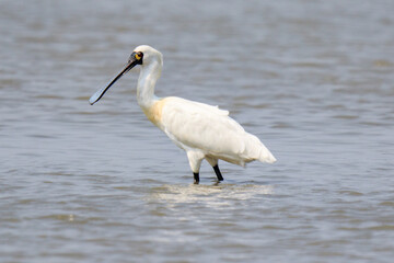 Close-Up of Black-Faced Spoonbill Standing in Water, Mai Po Natural Reserve, Hong Kong