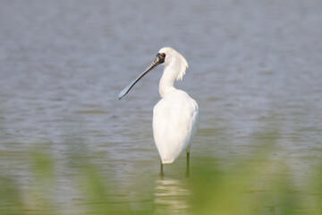 Black Faced Spoonbill in Breeding Plumage Standing in Water