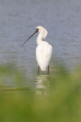 Close-Up of Black-Faced Spoonbill with Breeding Plumage Standing in Water, Mai Po Natural Reserve, Hong Kong