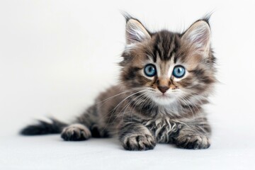 A small kitten sits on a white surface, its bright blue eyes looking straight ahead