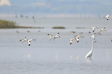 Pied Avocets in Large Flock Flying Over Water, Mai Po Natural Reserve, Hong Kong