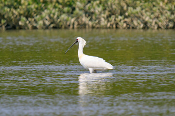 Obraz premium Black Faced Spoonbill in Breeding Plumage Standing in Water