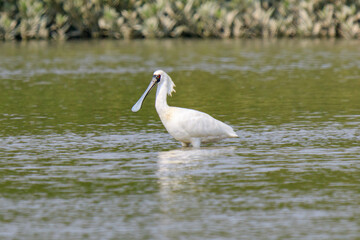 Close-Up of Black-Faced Spoonbill Standing in Water, Mai Po Natural Reserve, Hong Kong