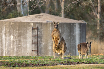 A female & male Eastern grey kangaroo (Macropus giganteus).  Looking into the camera. Late afternoon.  Victoria.	
